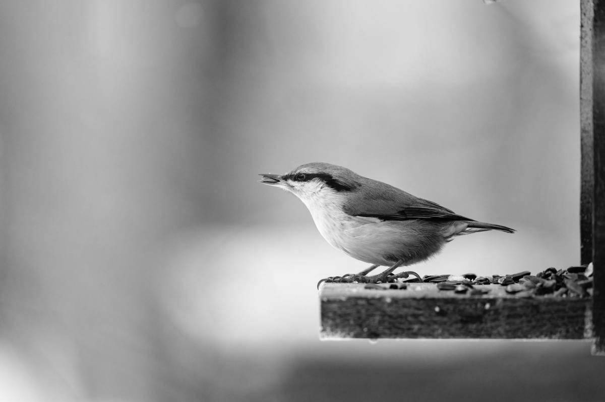 Exciting nuthatch coloring book for toddlers