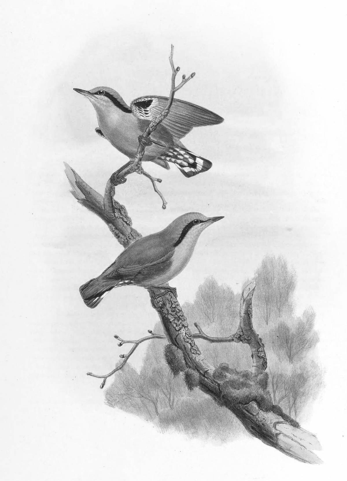 Coloring nuthatch for kids