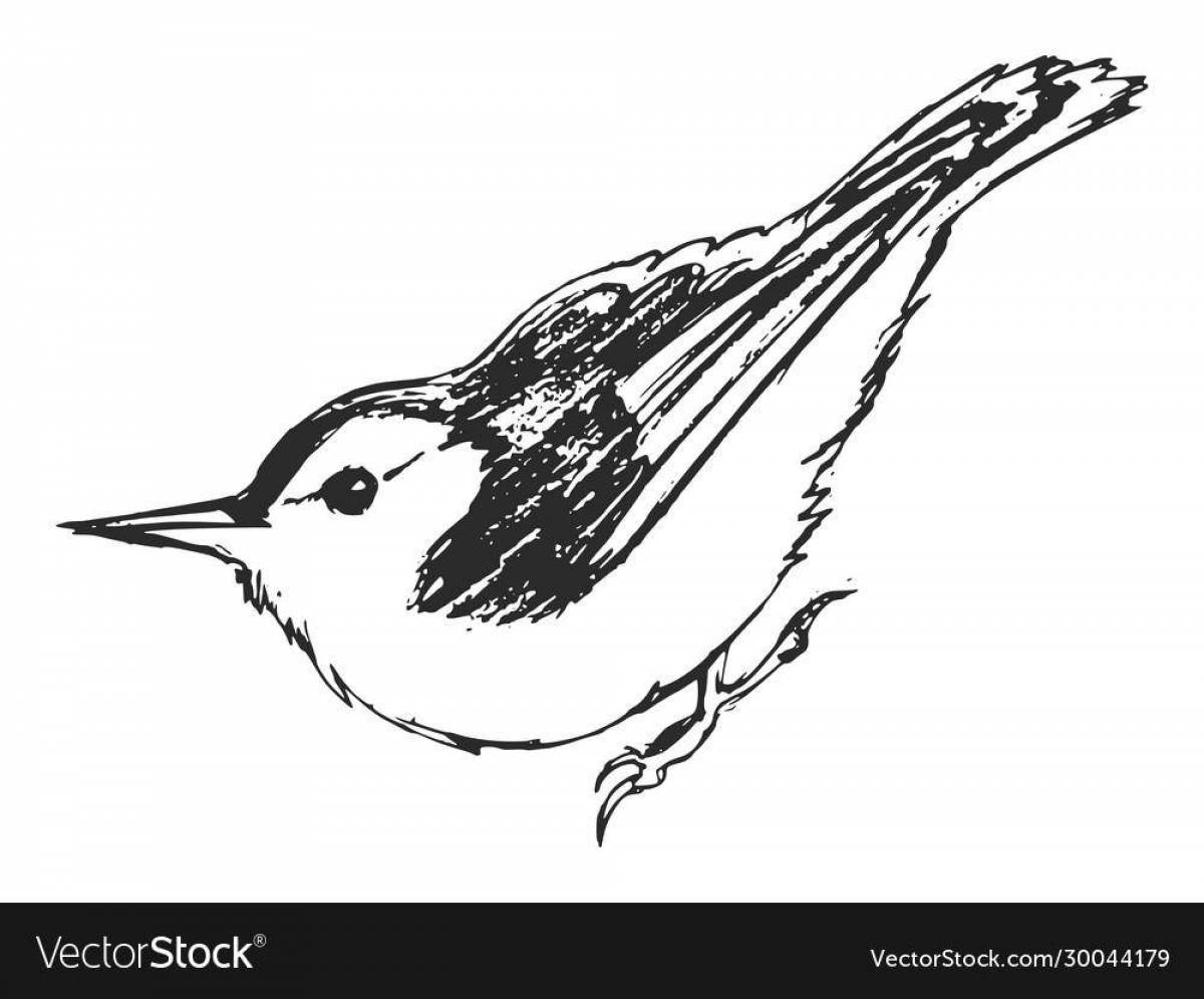 Amazing baby nuthatch coloring book