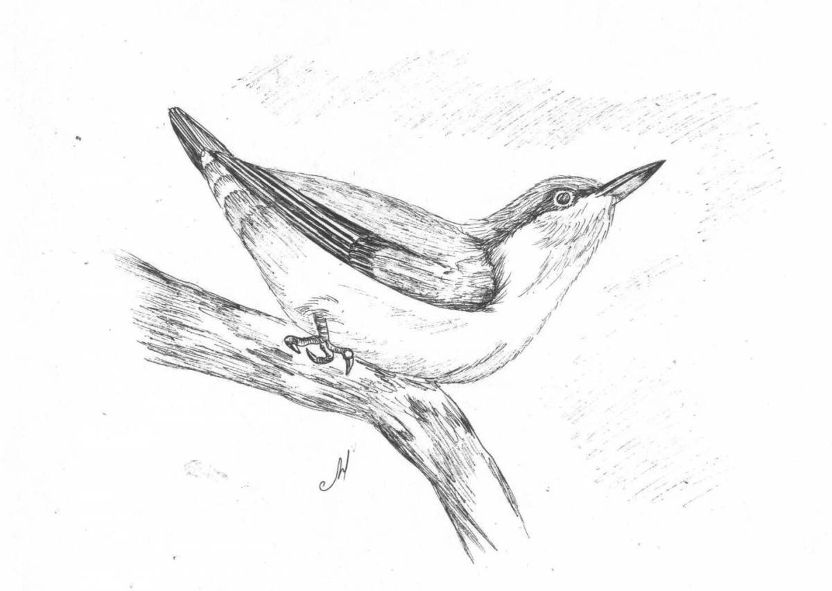 Funny nuthatch coloring book for teenagers