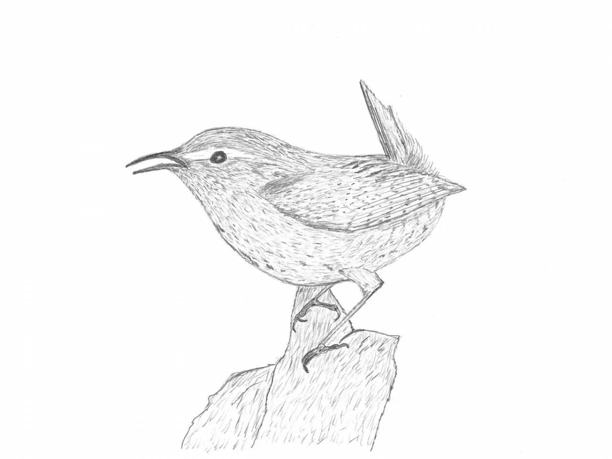 Amazing nuthatch coloring book for schoolchildren