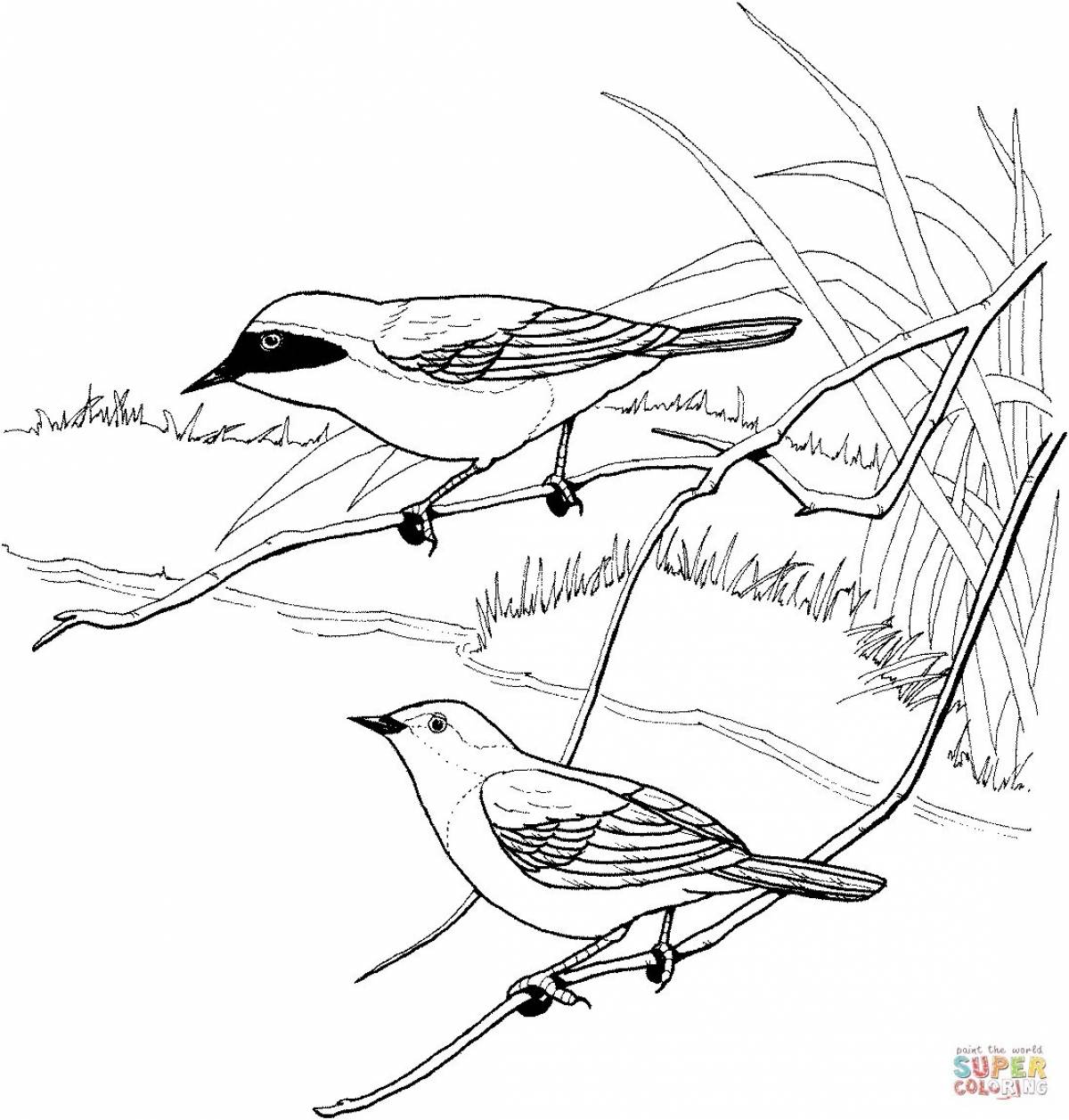 Exciting nuthatch coloring book for students