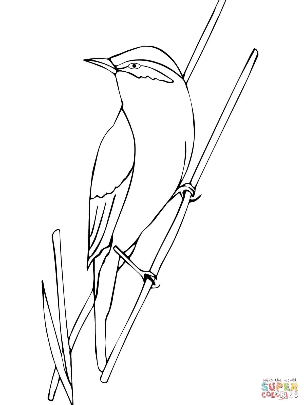 Fun coloring book nuthatch for kids