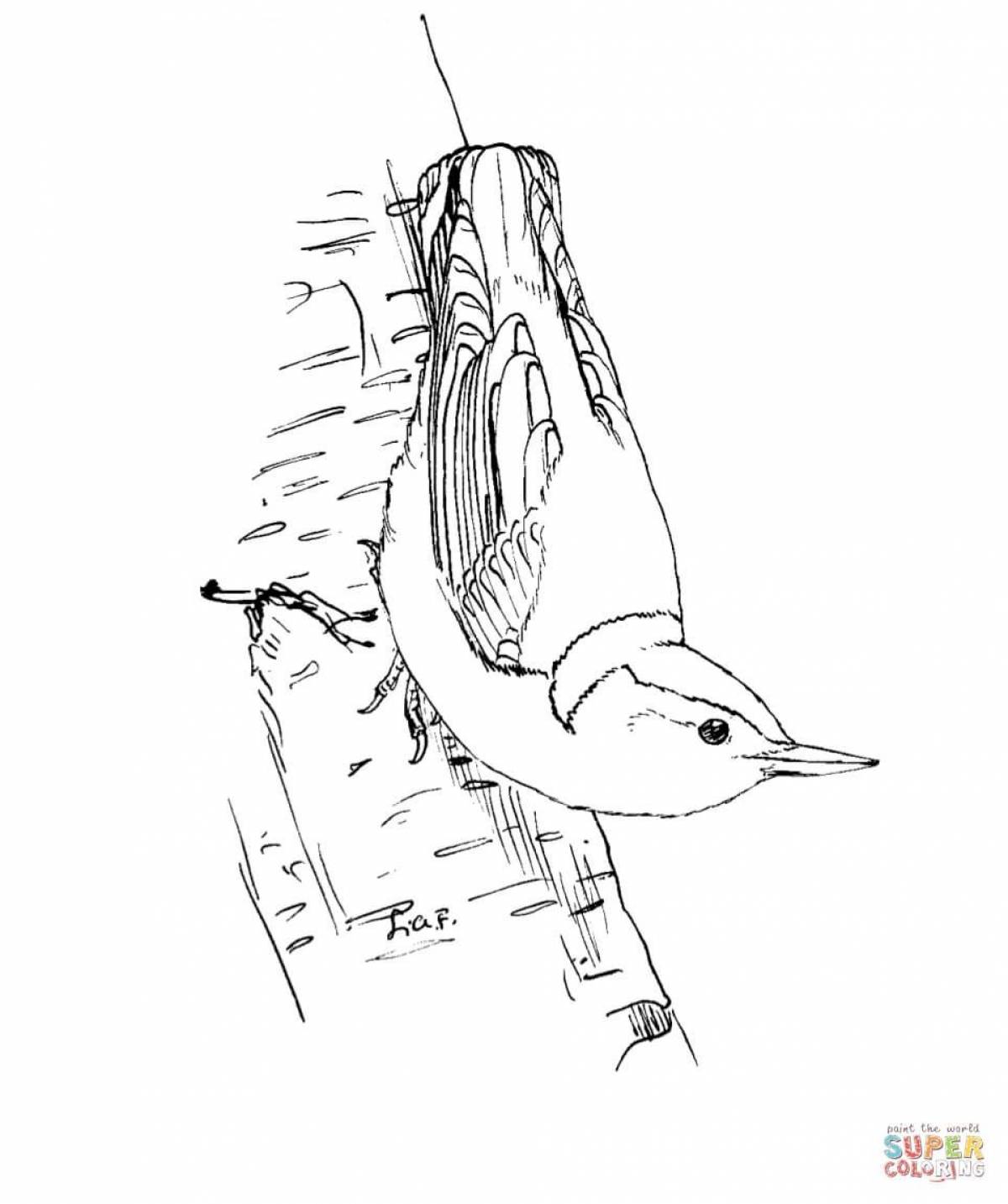 Fun coloring book nuthatch for preschoolers