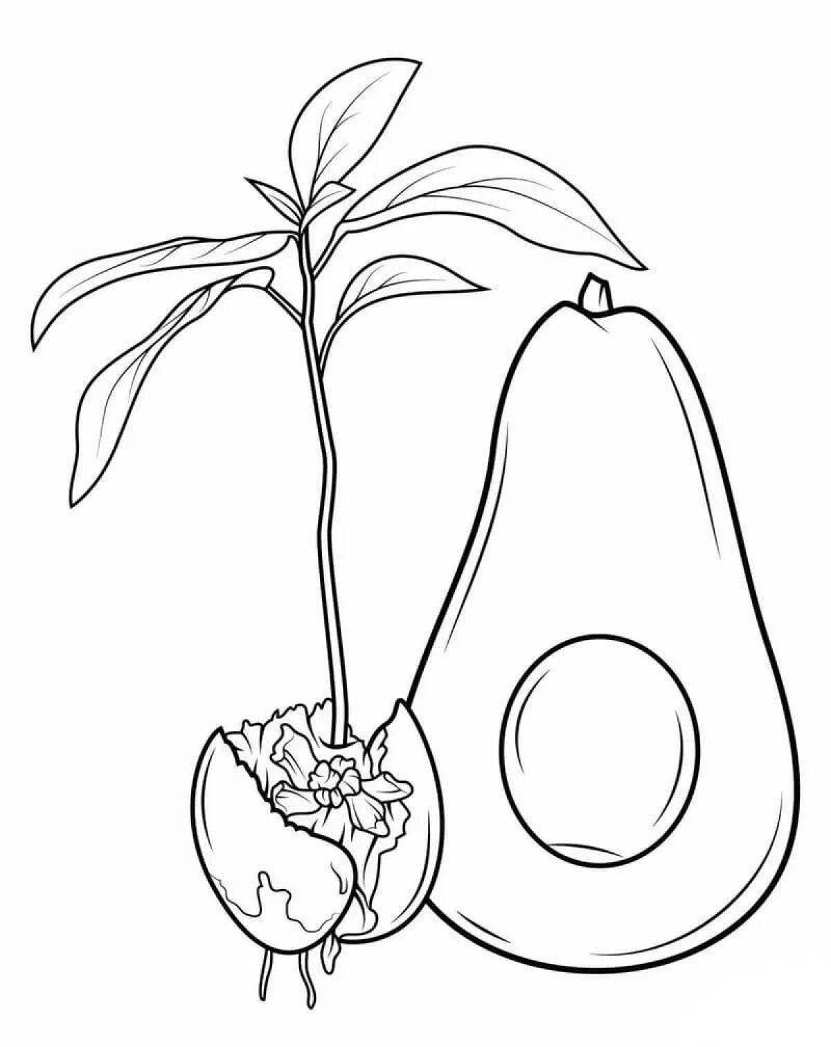 Innovative avocado coloring book for 6-7 year olds