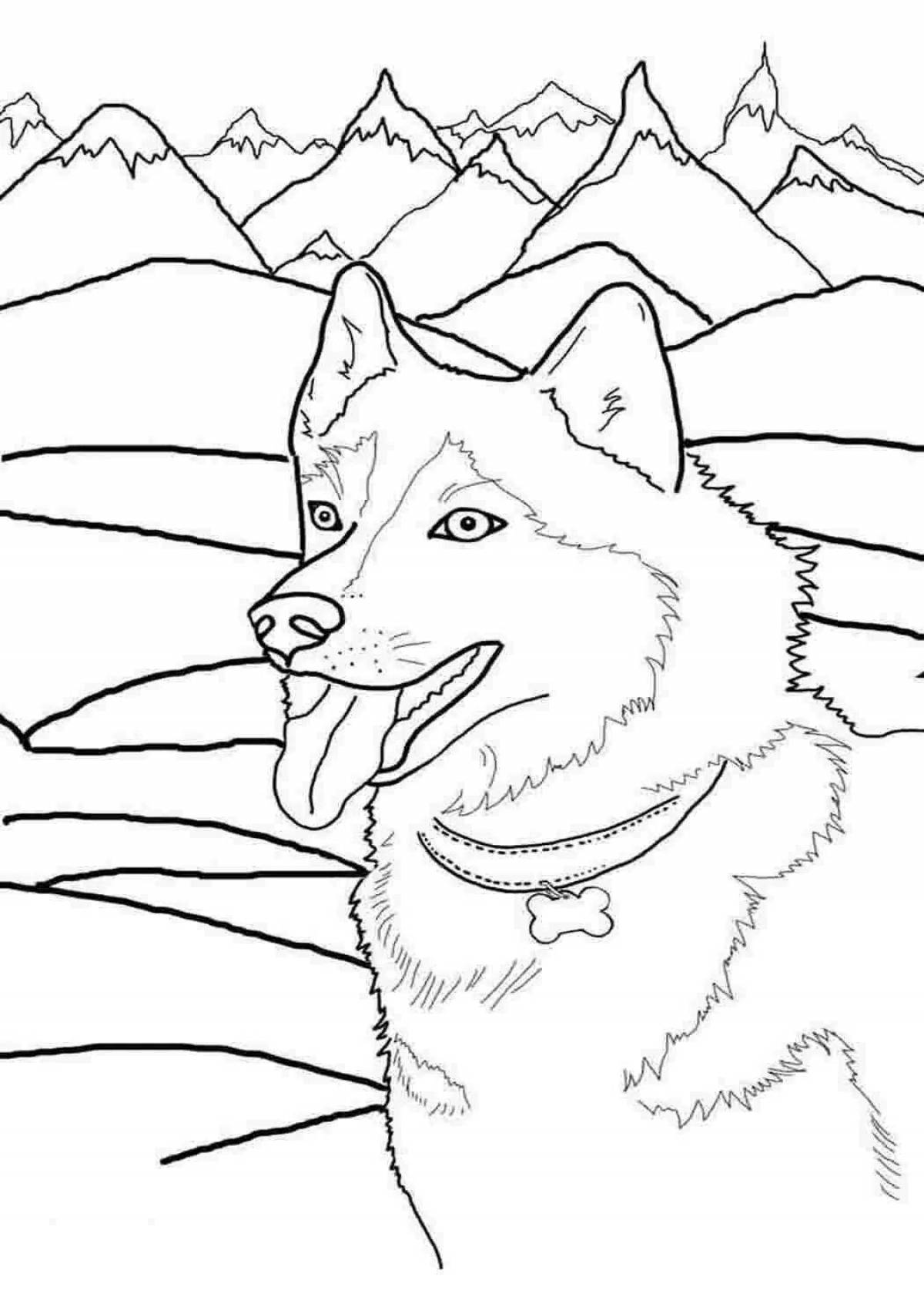 Majestic husky coloring book for kids