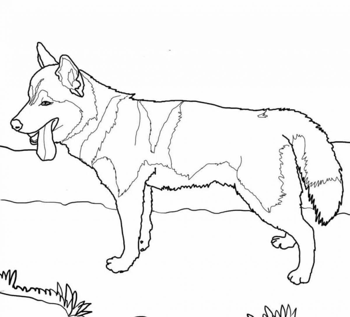 A fun husky coloring book for kids