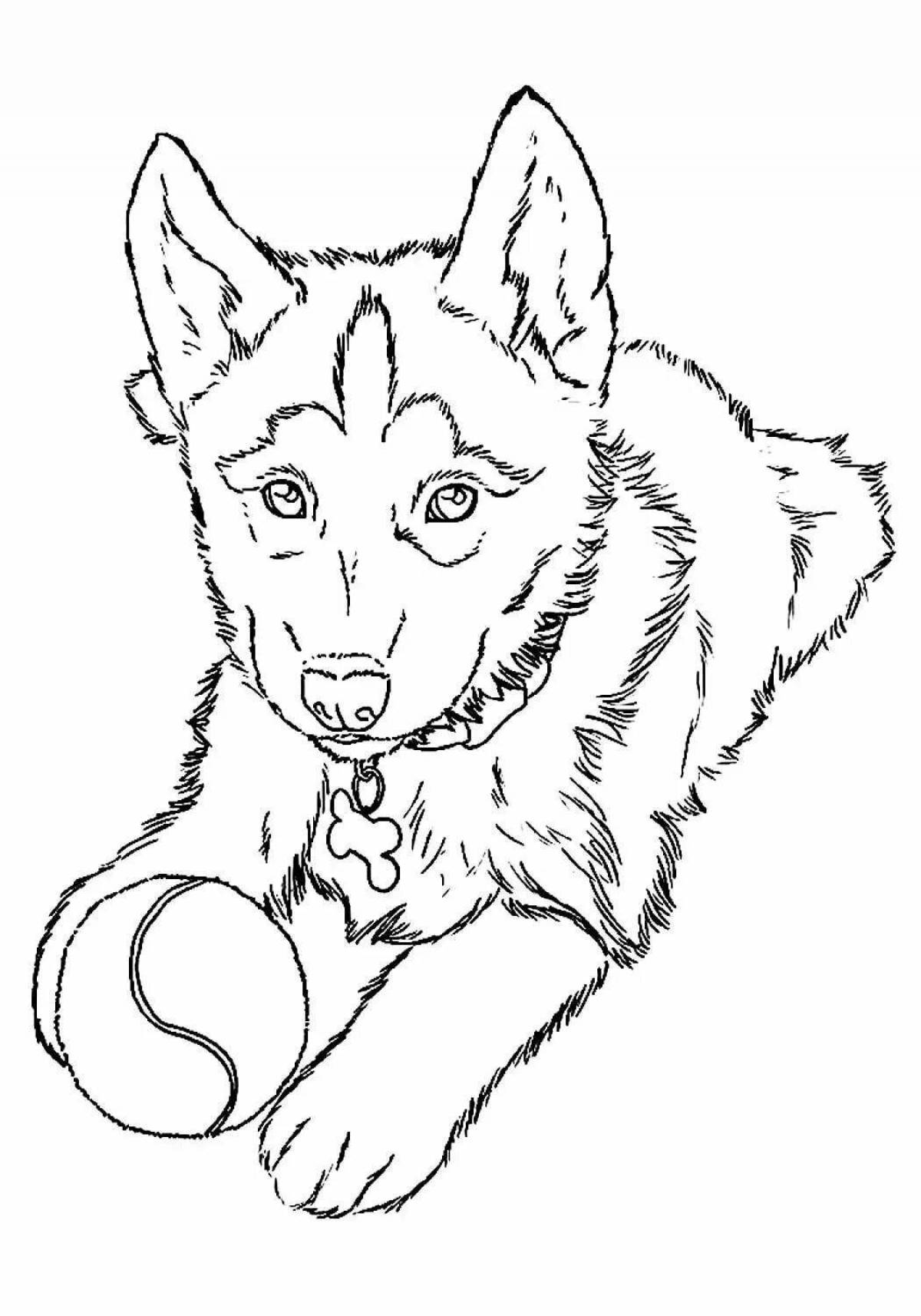 Cute husky coloring book for kids