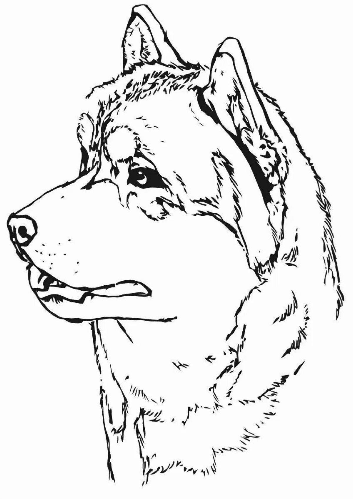 Animated husky coloring book for kids