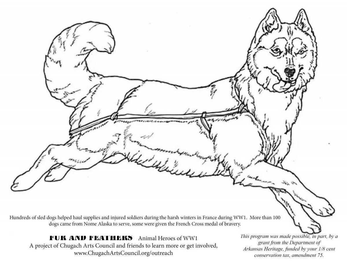 Exotic husky coloring book for kids
