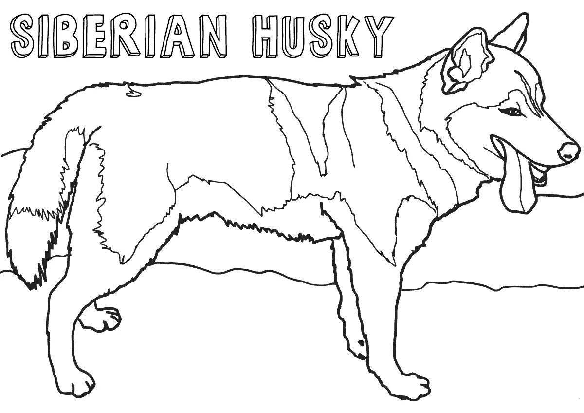 Fairy husky coloring book for kids