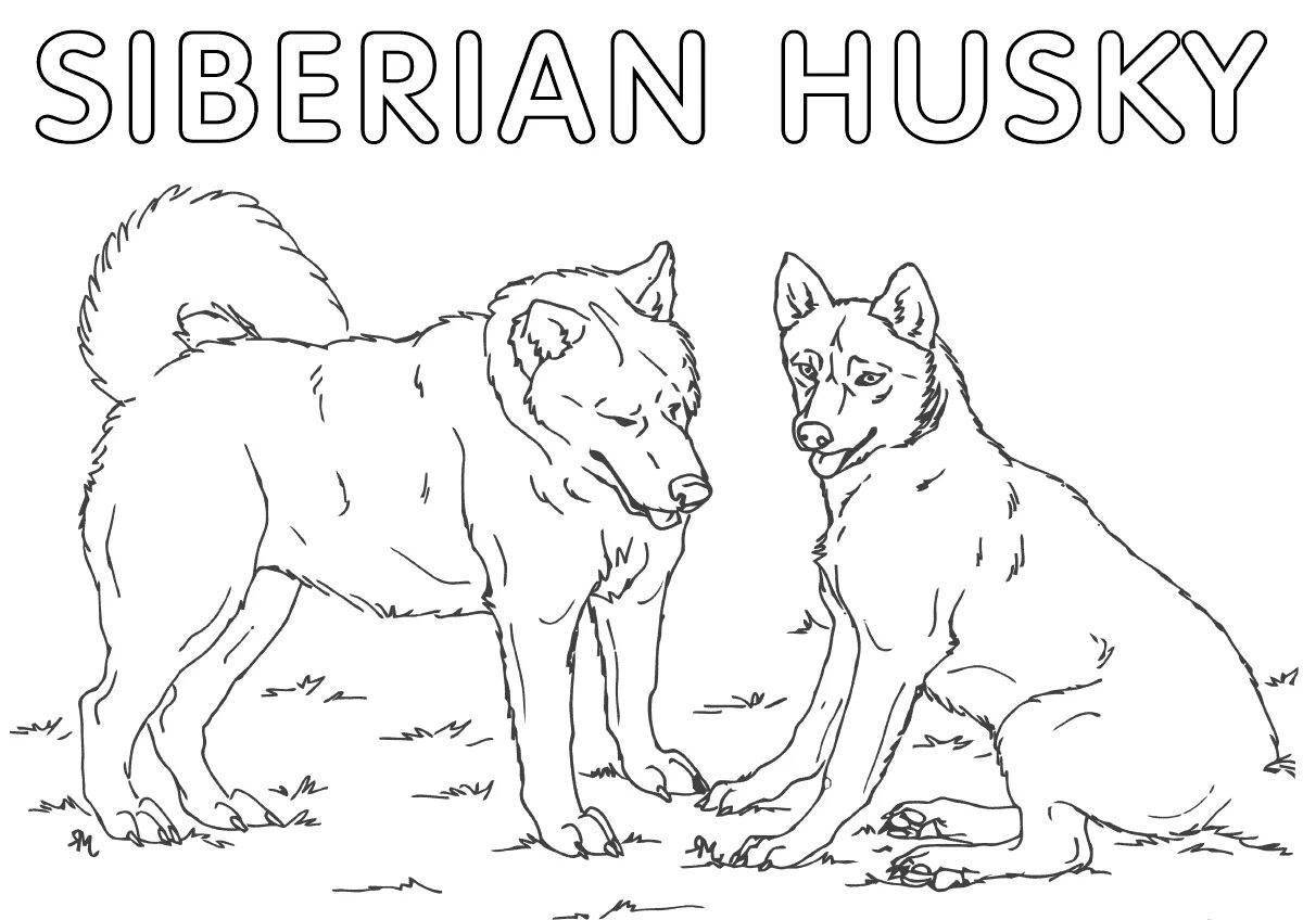 Adorable husky coloring book for kids
