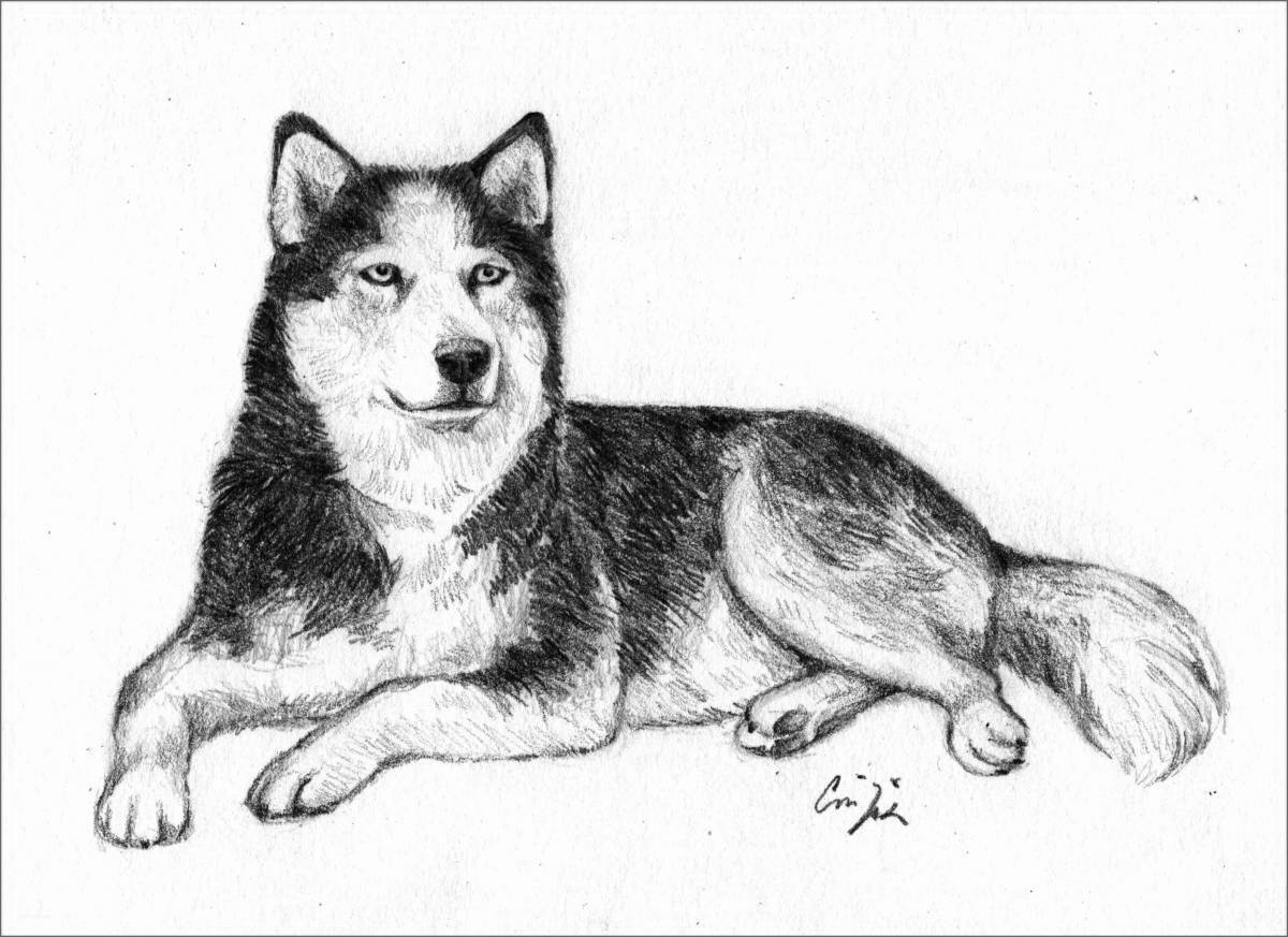 Exciting husky coloring book for kids