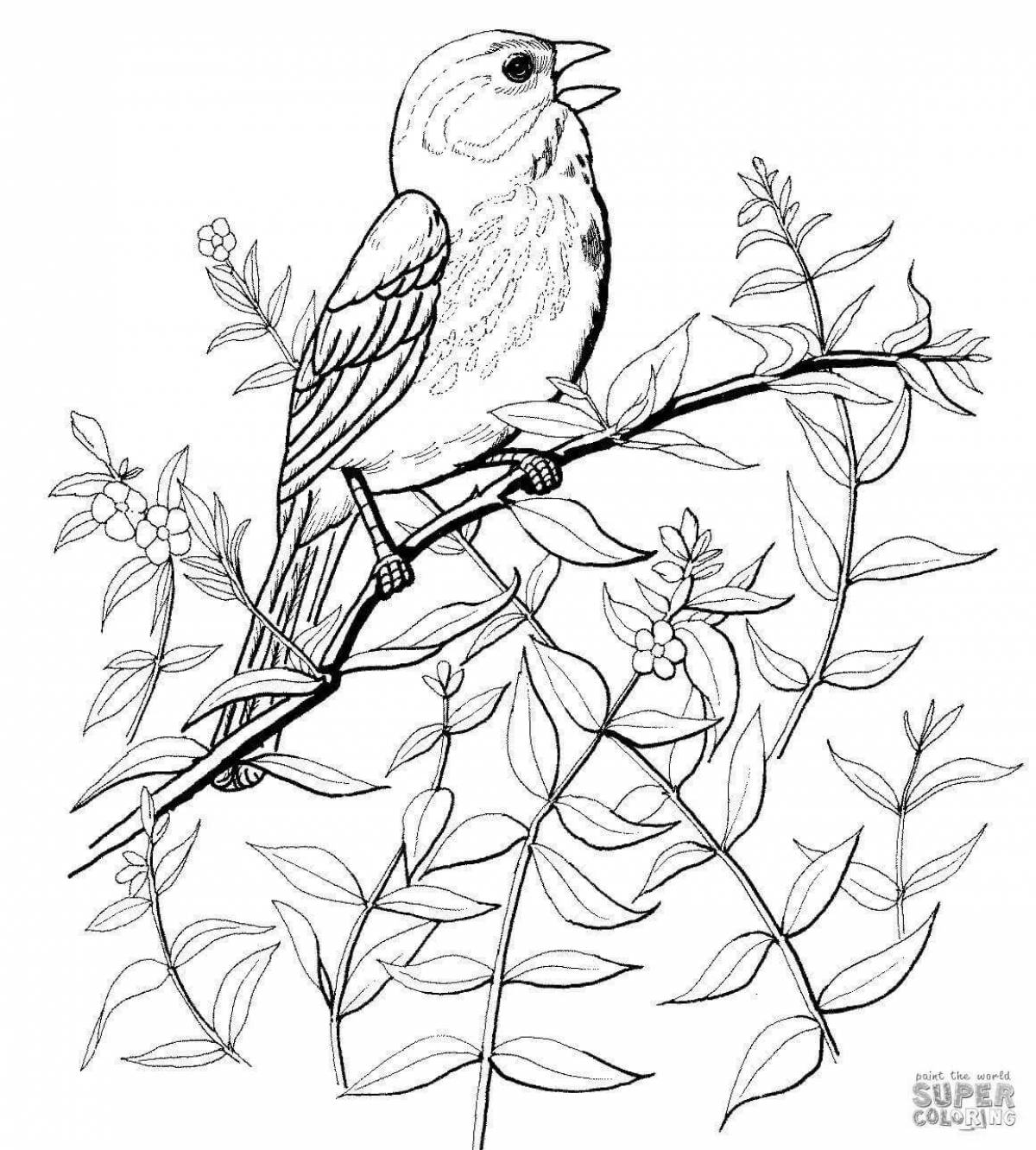 Amazing nightingale coloring page for kids