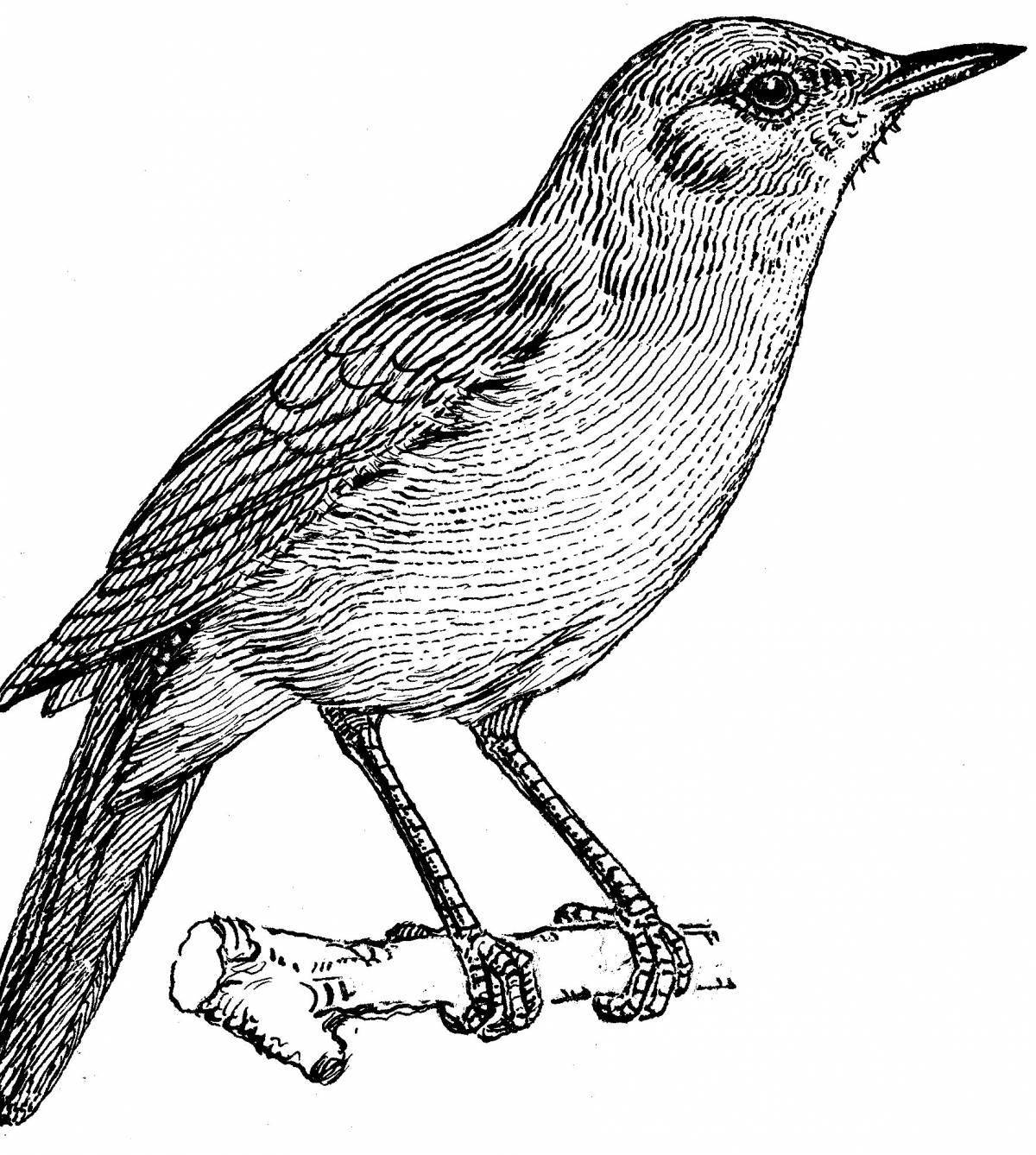 Cute nightingale coloring pages for kids