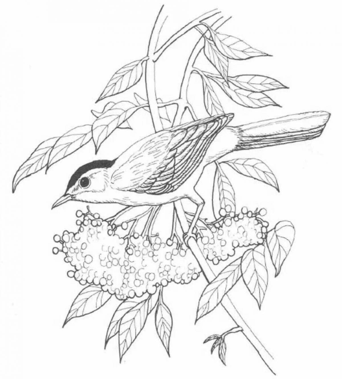 A fun nightingale coloring book for kids