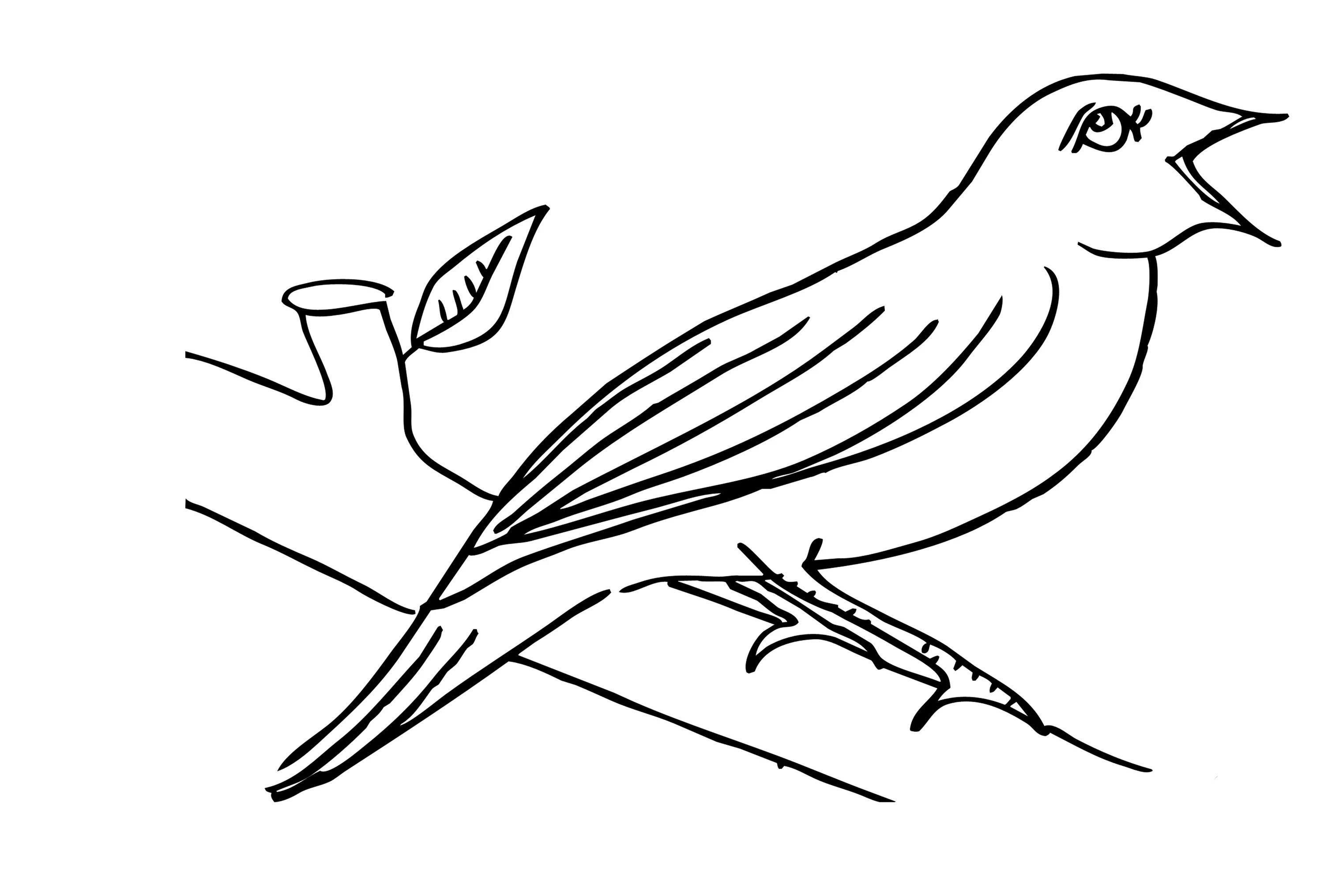 Раскраска Соловей птица