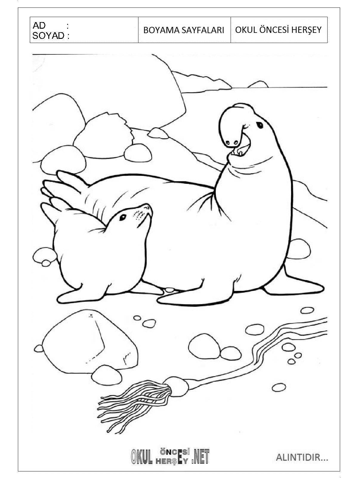 Colorful animals of antarctica coloring pages for kids