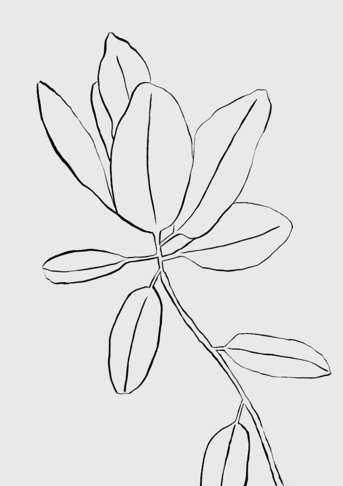 Outline drawing Ficus