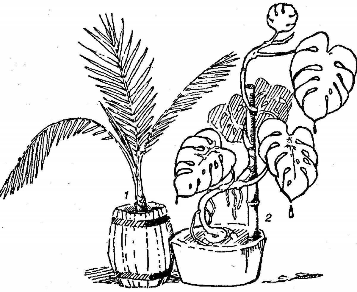 Пальма в горшке раскраска для детей
