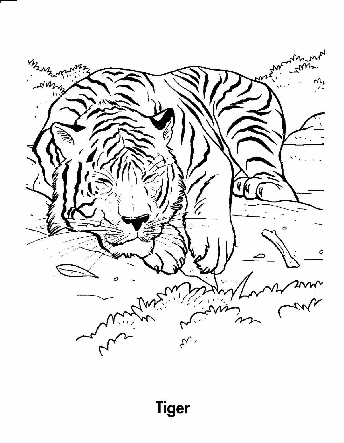 Dramatic tiger coloring book for 3-4 year olds
