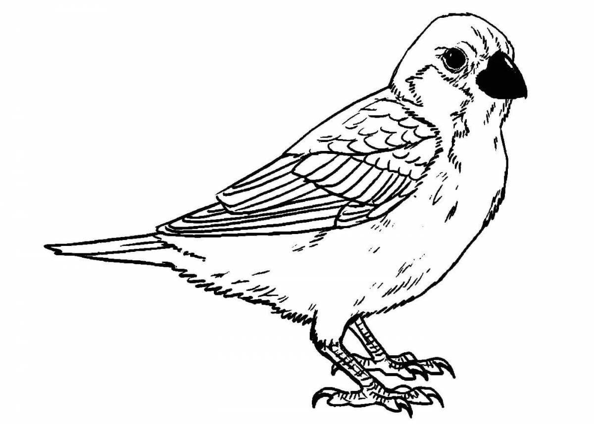 Colorful sparrow coloring page for kids