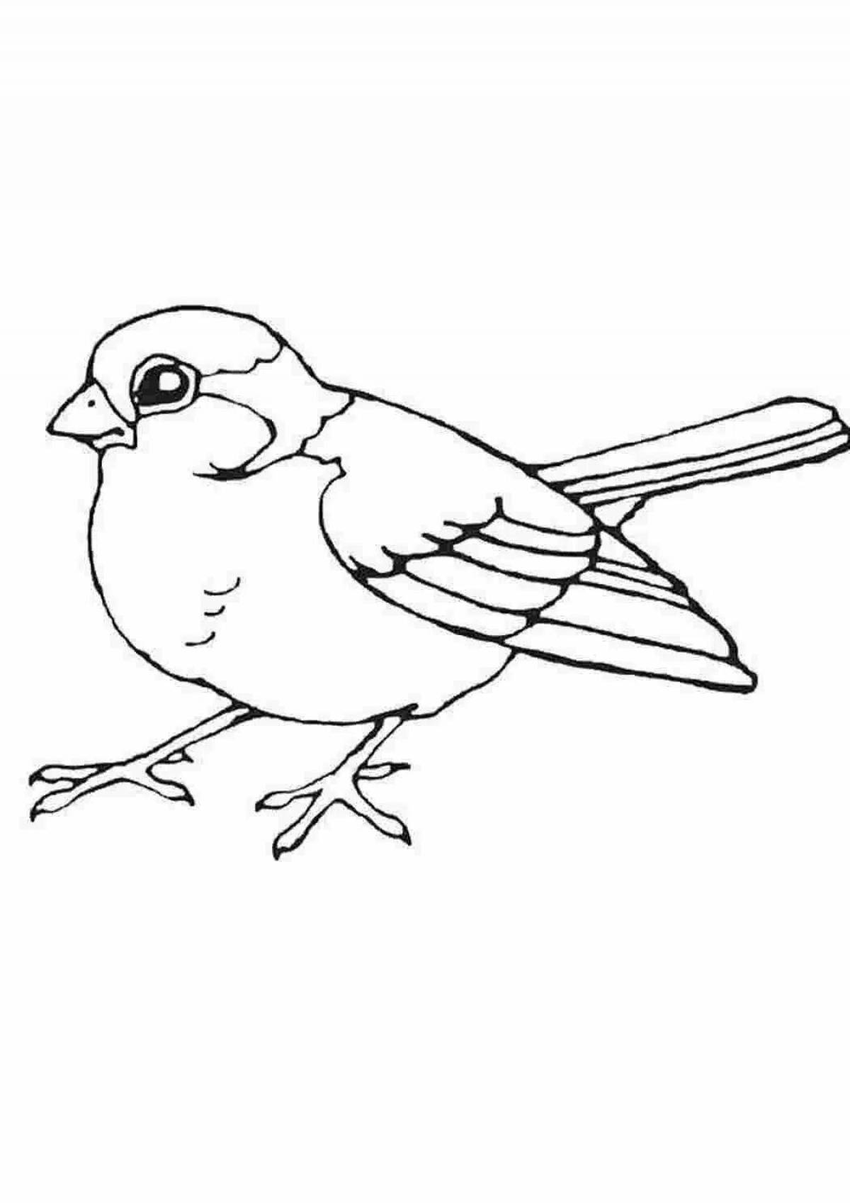 Coloring sparrow for kids