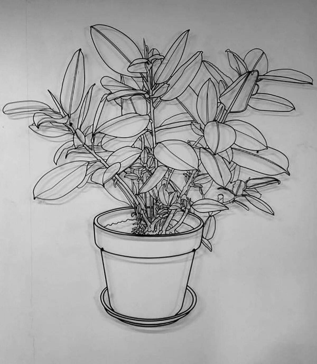 Colorful ficus coloring page for kids