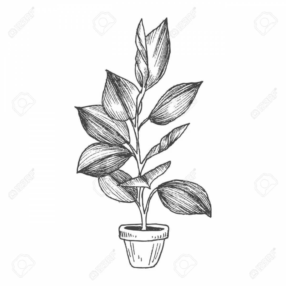 Fun ficus coloring page for babies