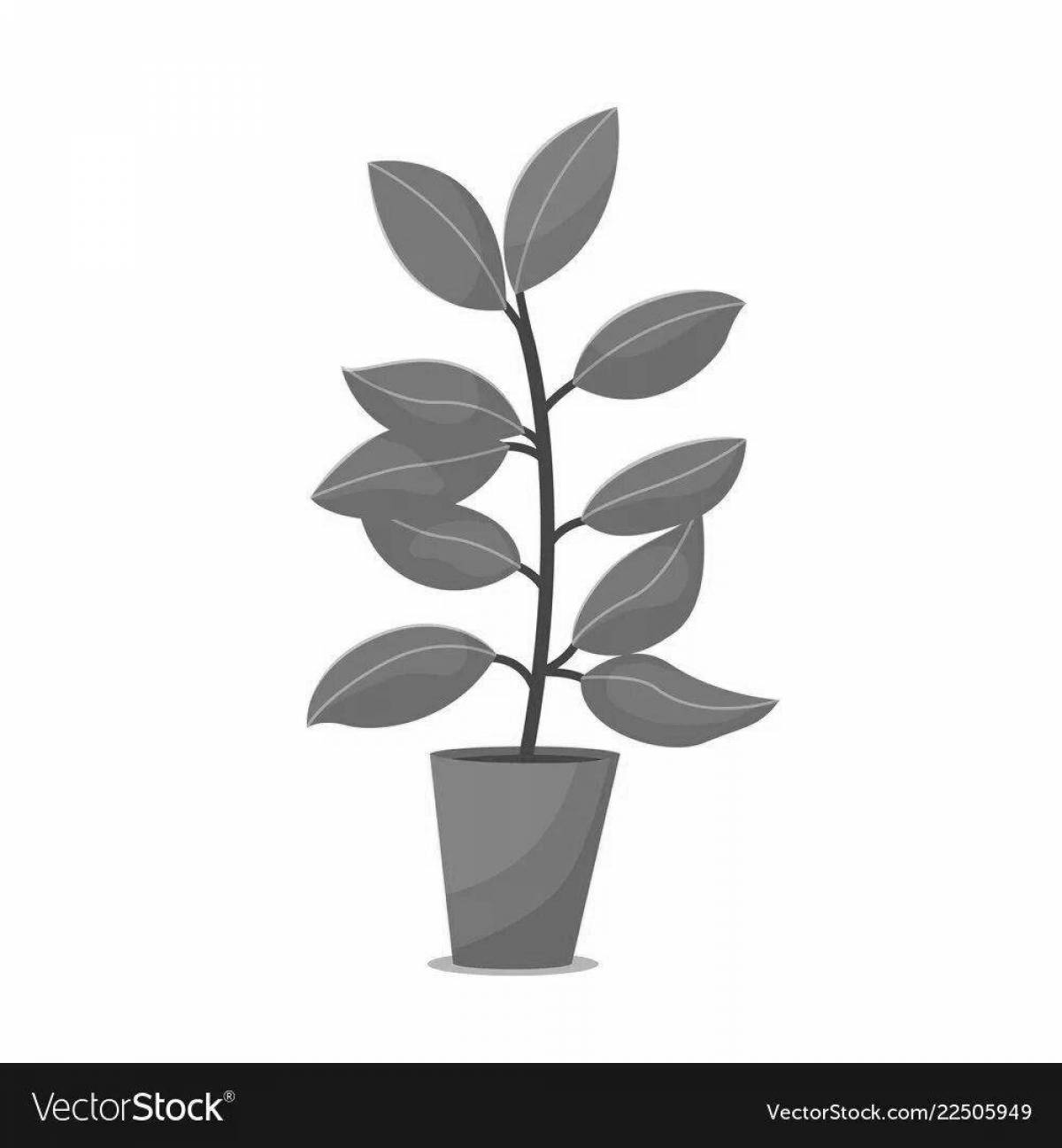 Coloring live ficus for children