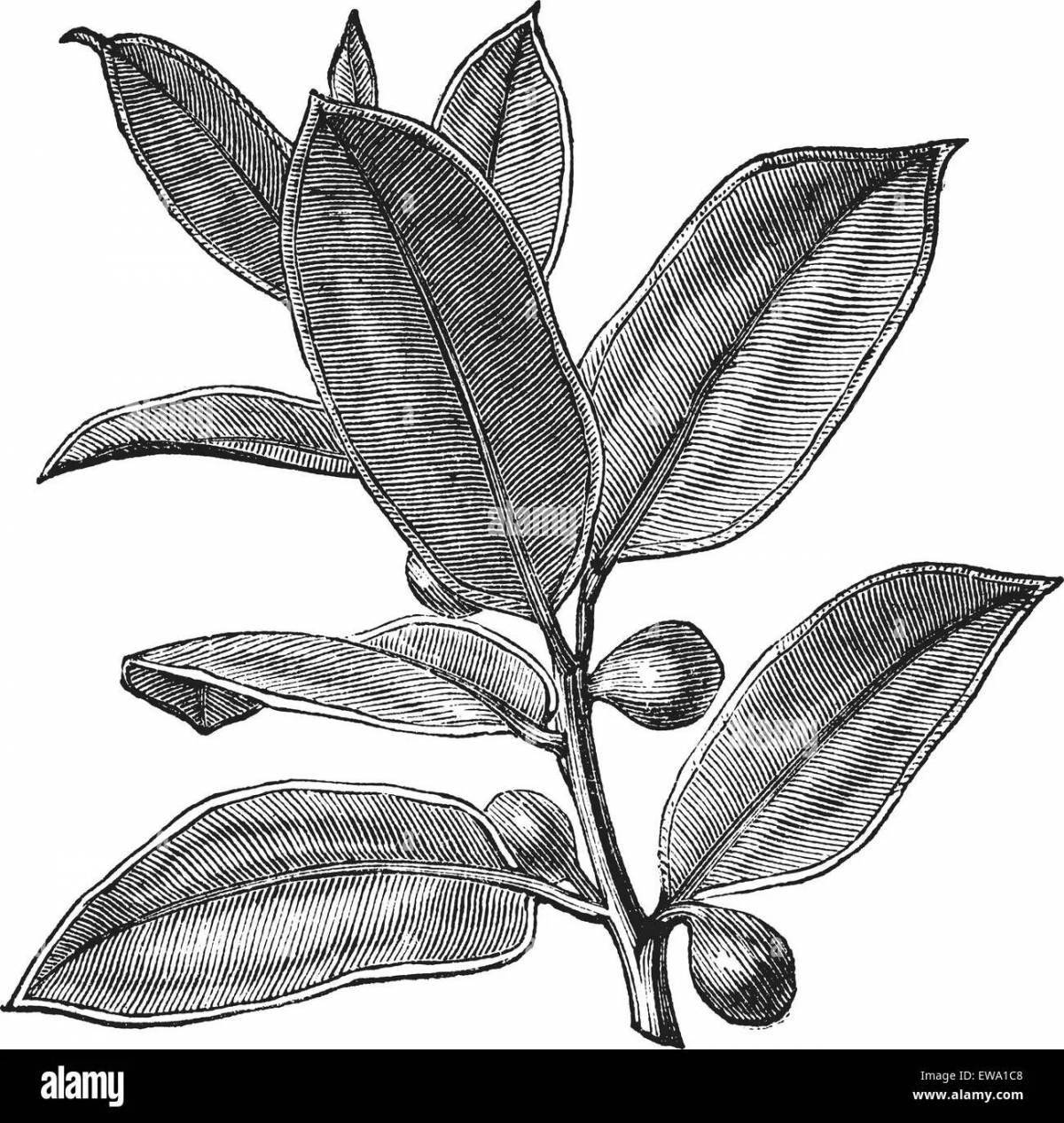 Exciting ficus coloring book for kids