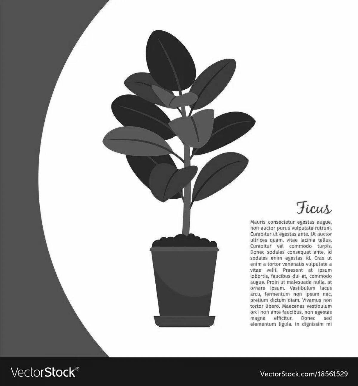 Stimulating ficus coloring book for babies
