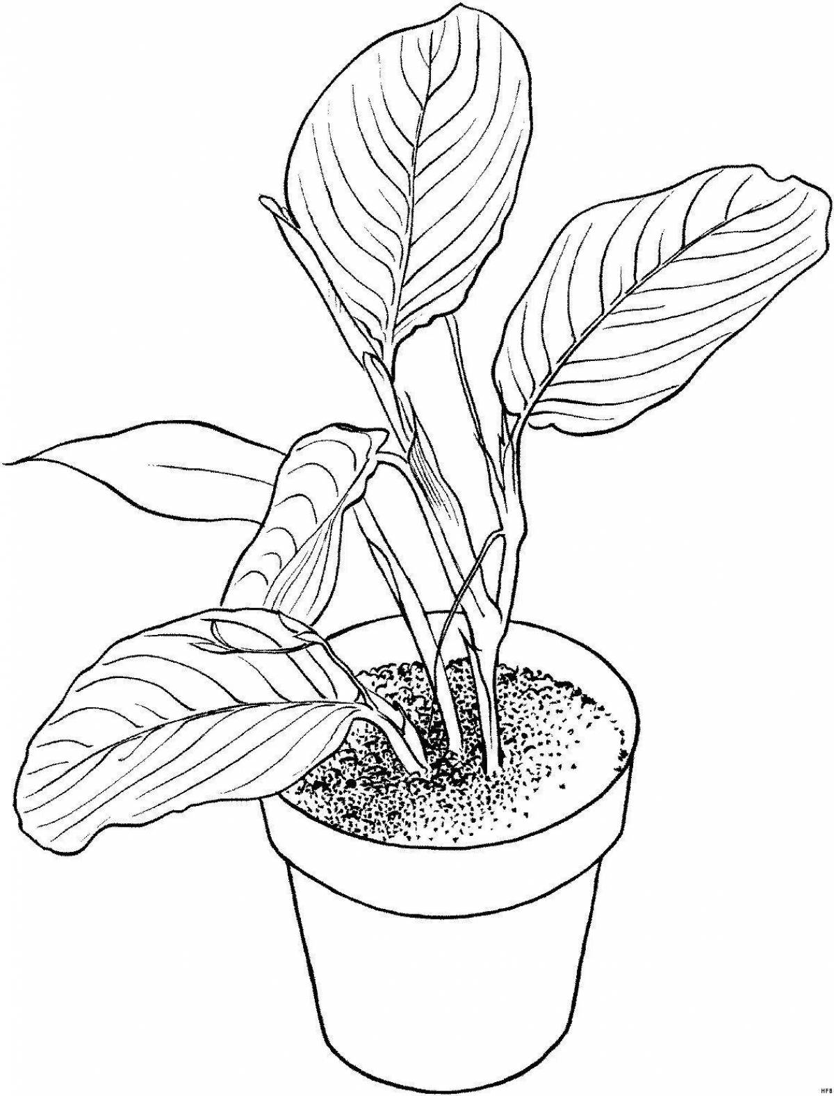 Inspirational ficus coloring book for teens