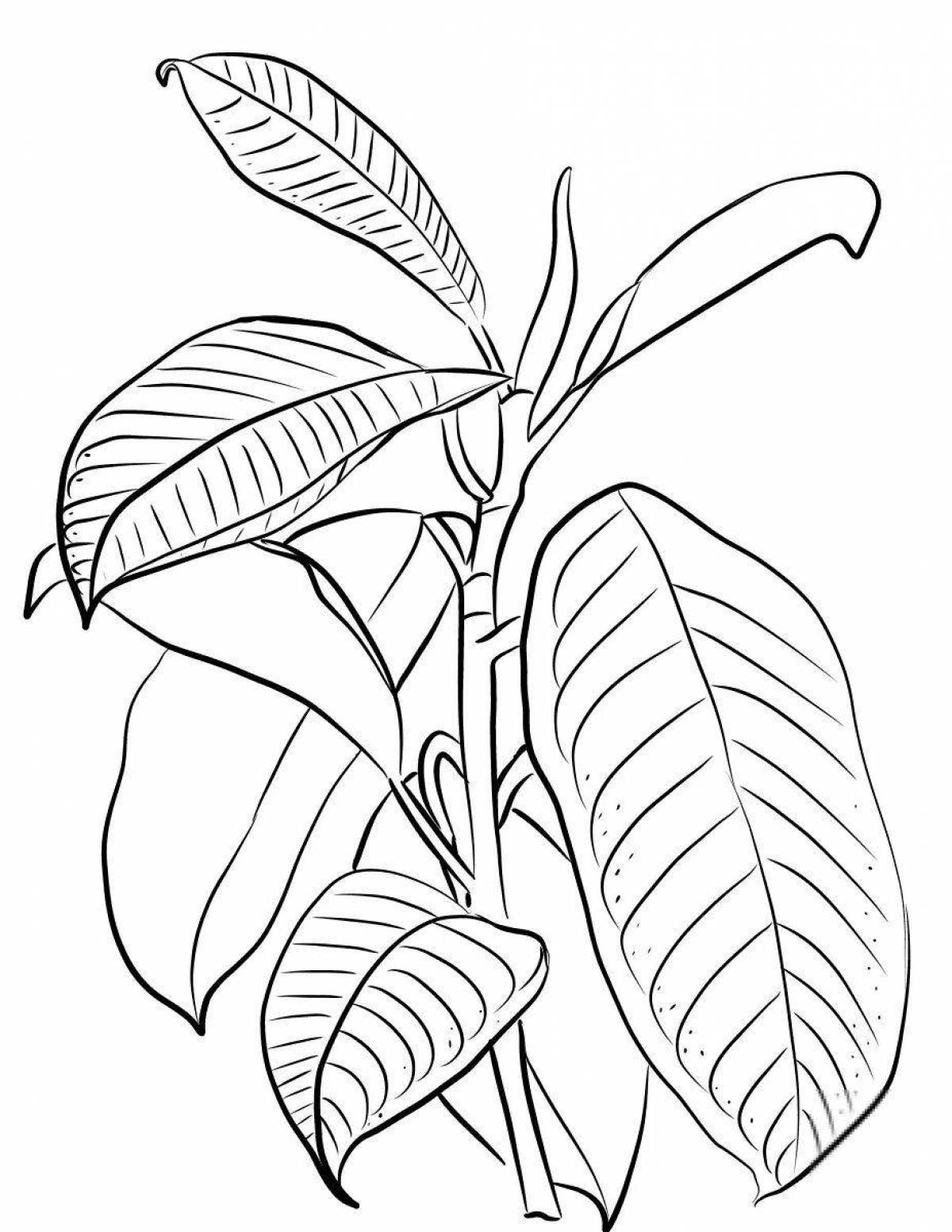 Glorious ficus coloring for children