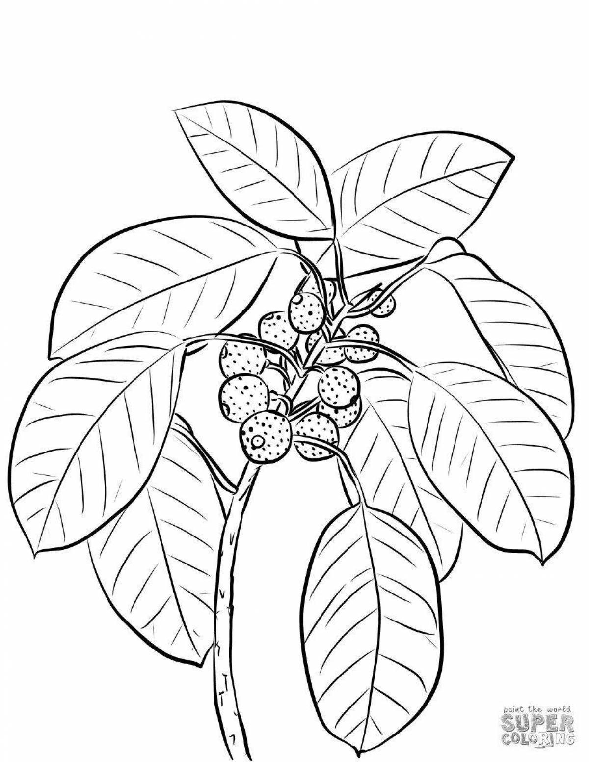 Gorgeous ficus coloring book for kids