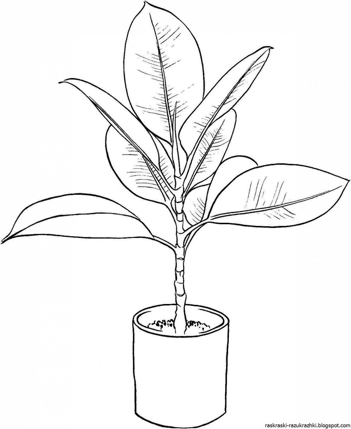 Coloring book radiant ficus for the little ones