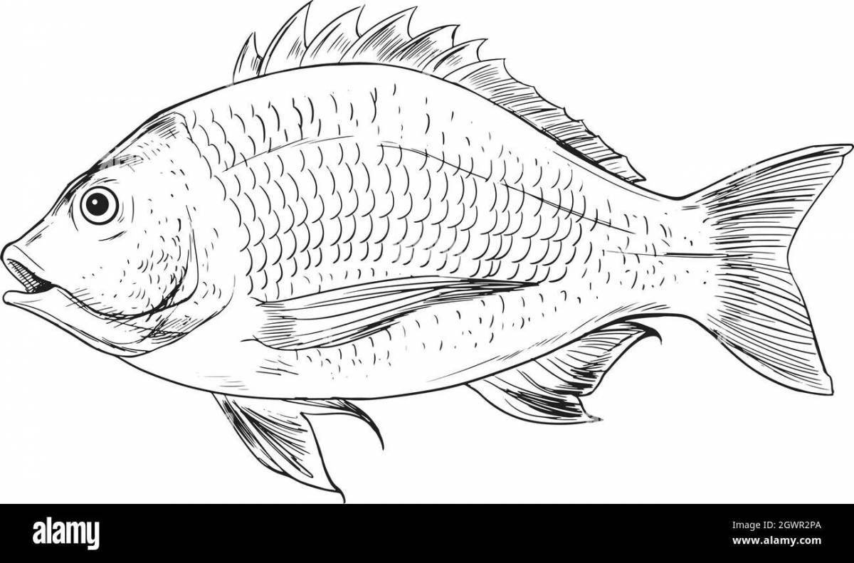 Adorable carp coloring book for kids