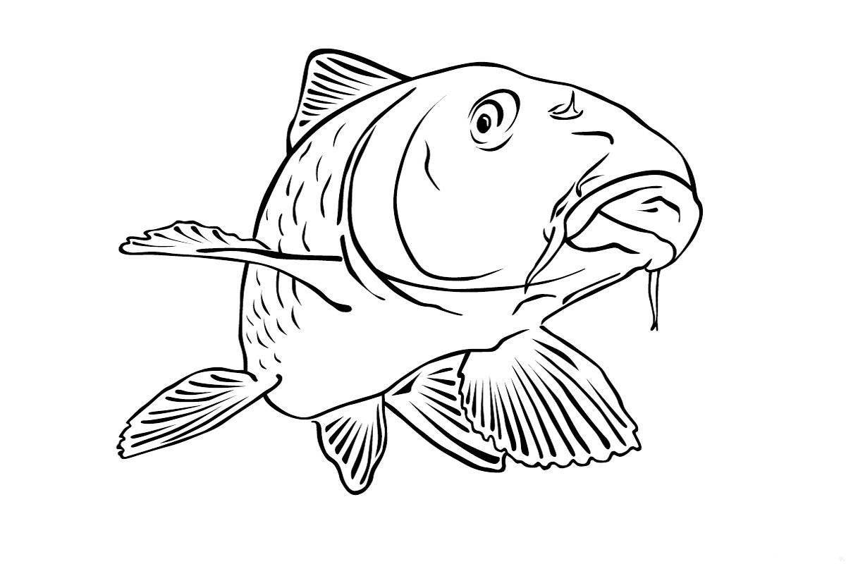 Gorgeous carp coloring book for kids