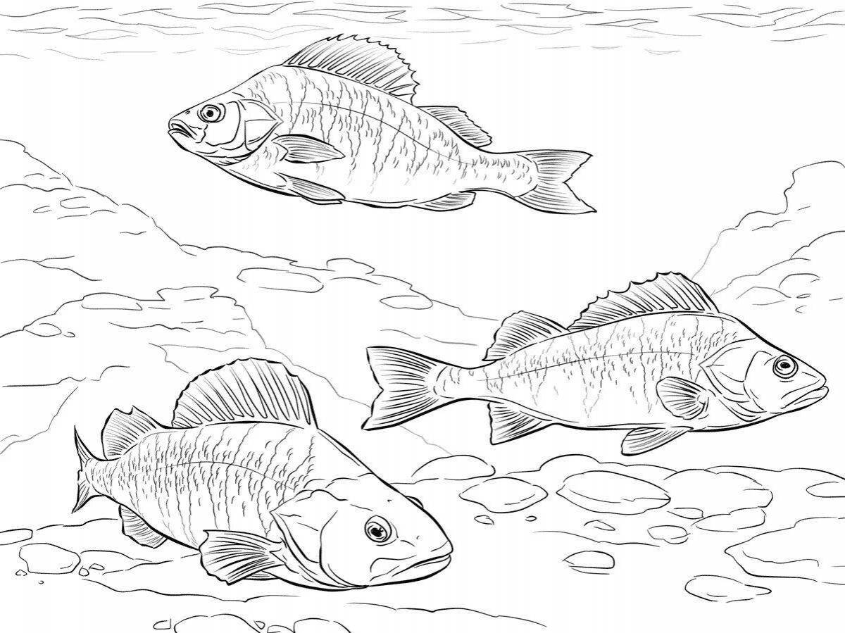 Gorgeous carp coloring book for kids