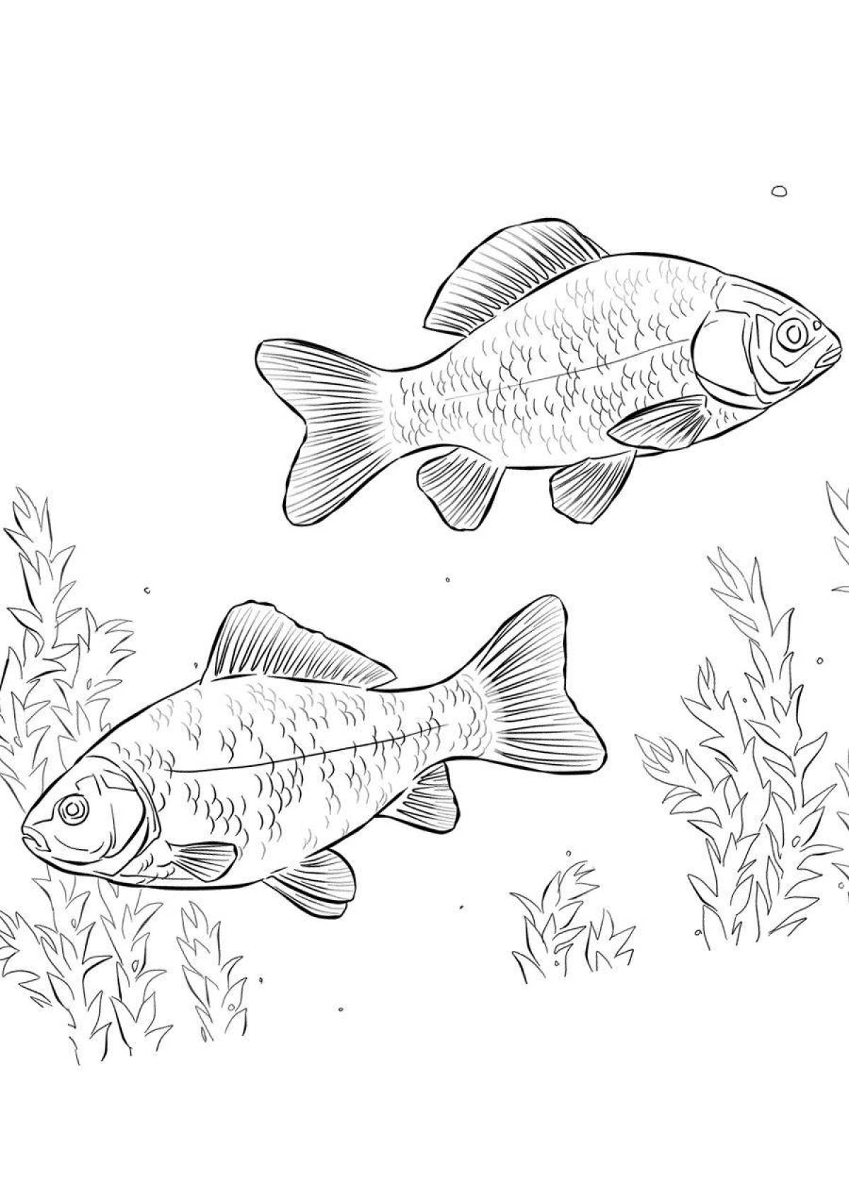Fabulous carps coloring for kids