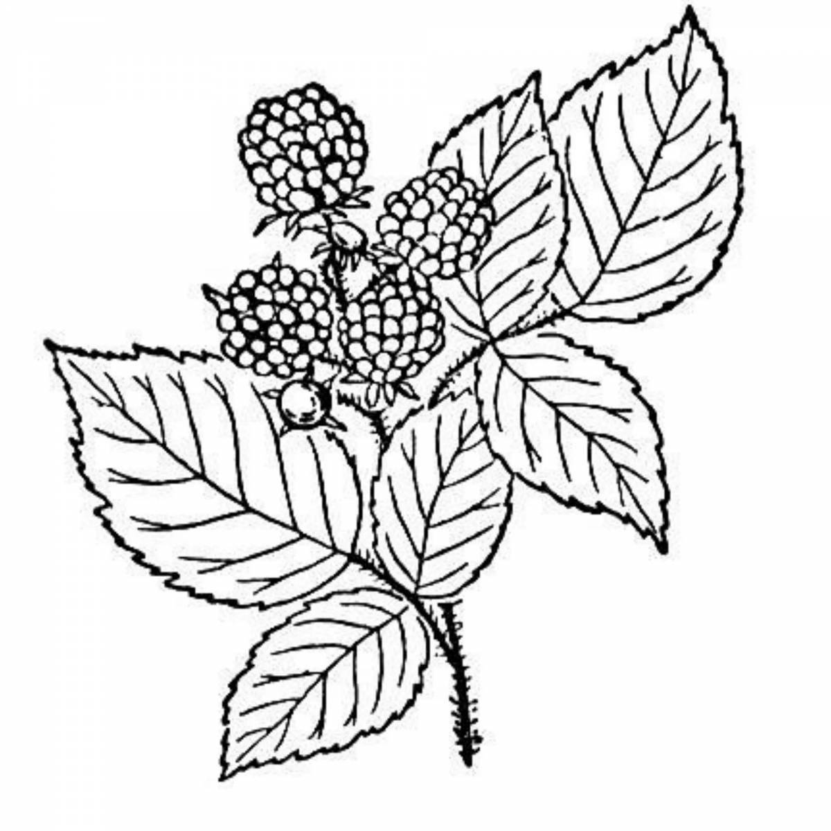 Раскраска листики малины