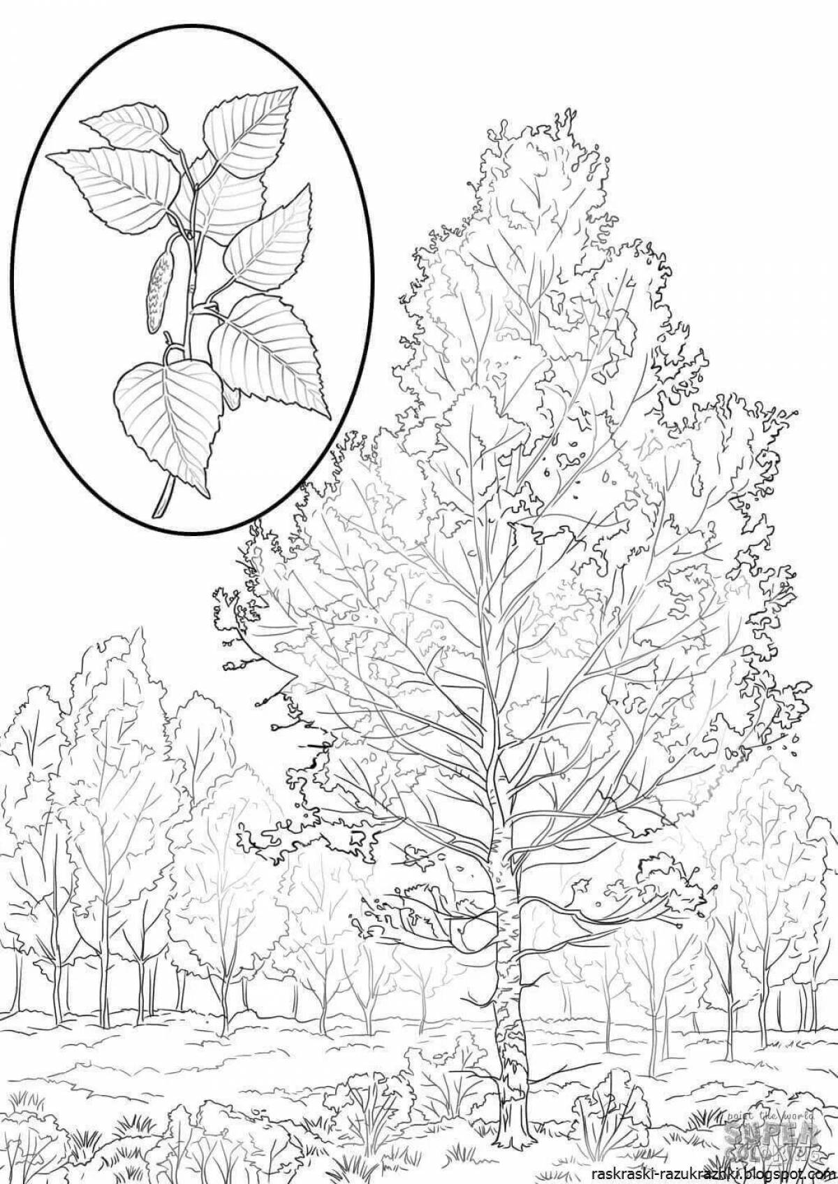 Береза раскраска. Берёзараскраскадля детей. Береза раскраска для детей. Раскраска деревья и кустарники.