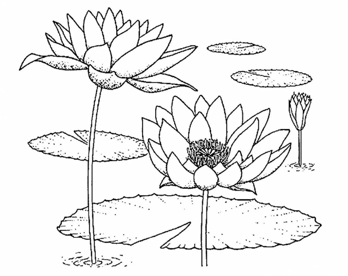 Colorful lotus coloring page for kids