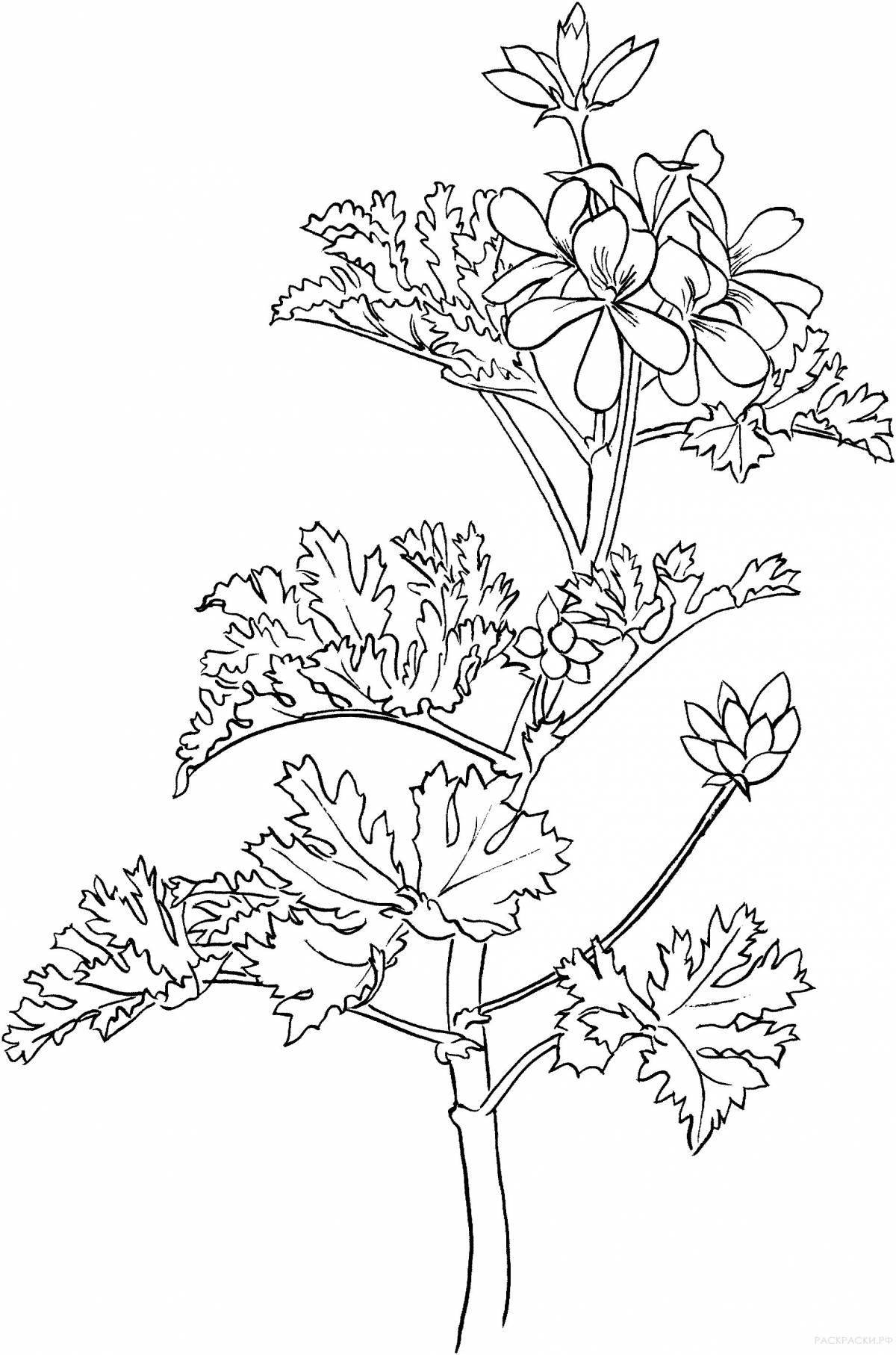 Playful geranium coloring page for toddlers