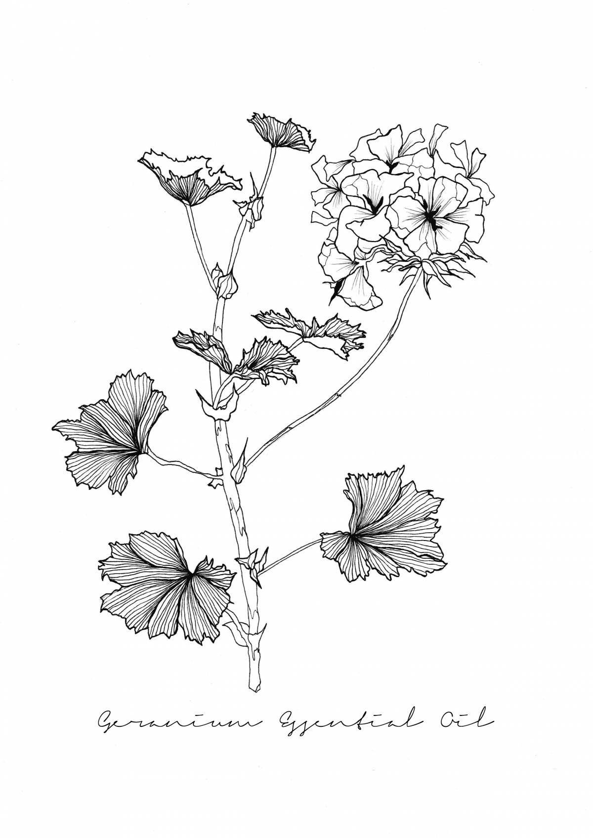 Рисунок по цифрам Роскошная герань (MR-Q1050) Mariposa