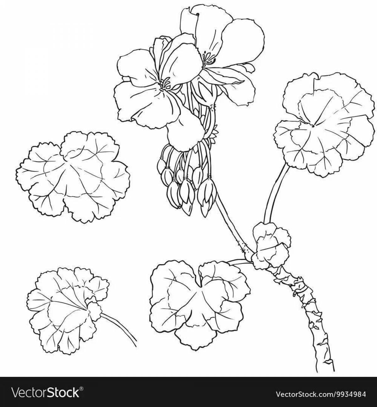 Fairy geranium coloring book for juniors