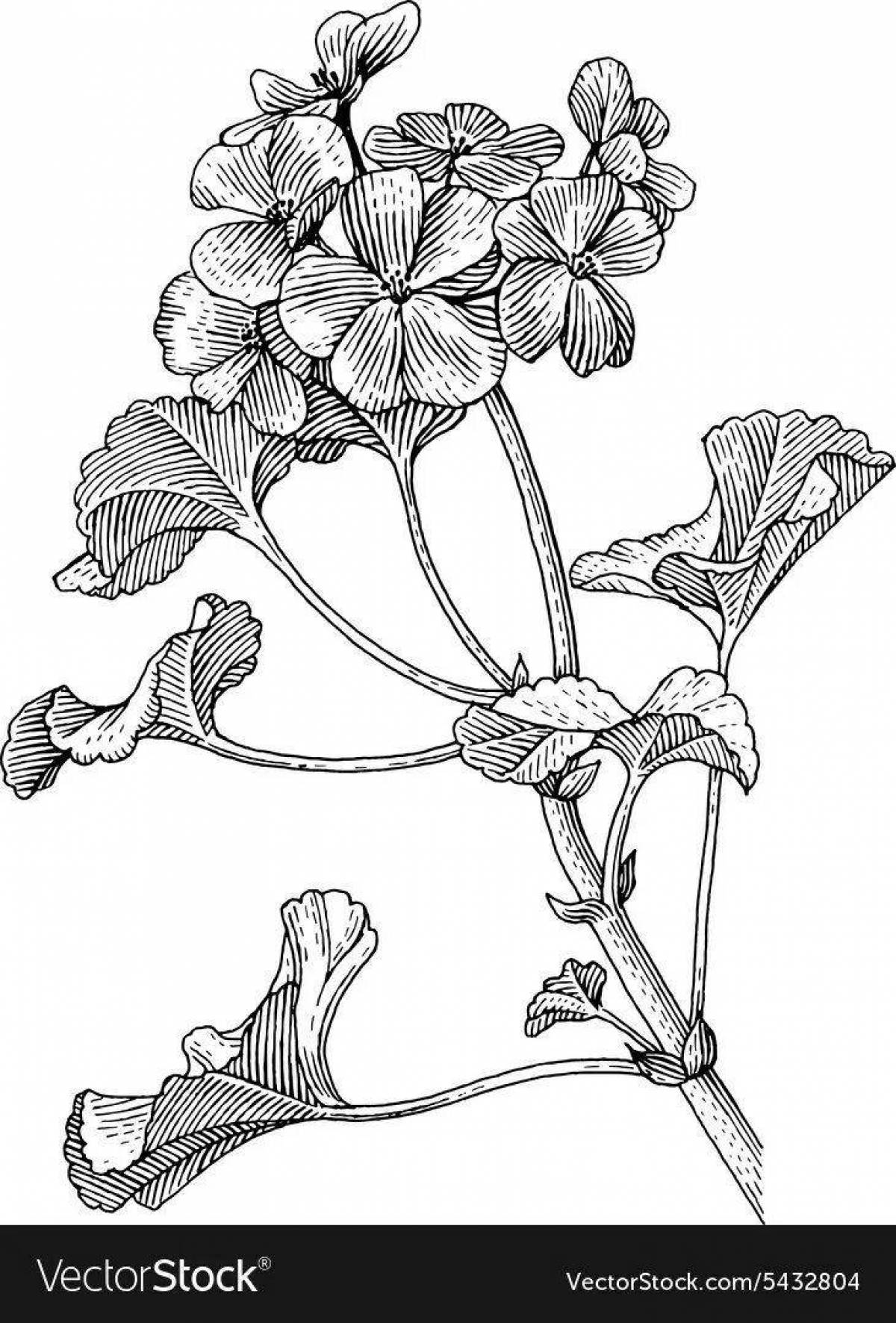Amazing geranium coloring page for kids