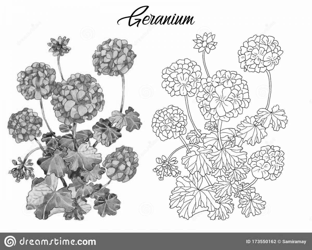 Great geranium coloring book for little ones