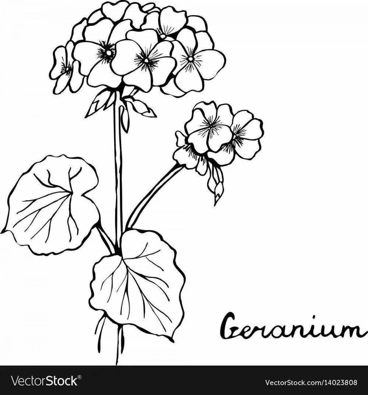 Delightful geranium coloring book for kids