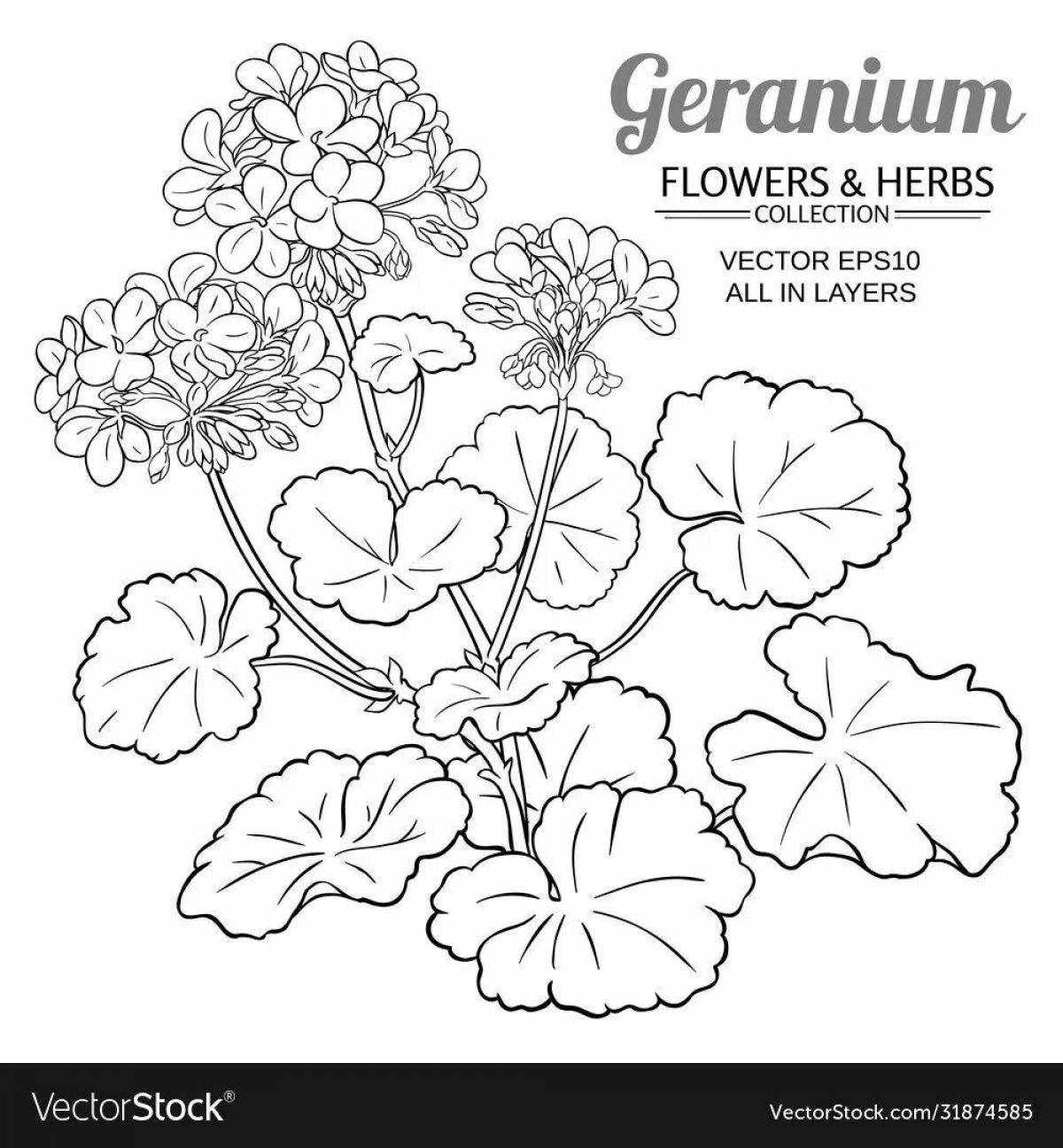 Lovely geranium coloring page for toddlers
